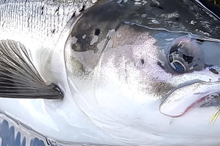 Salmon Fishing in Scotland
