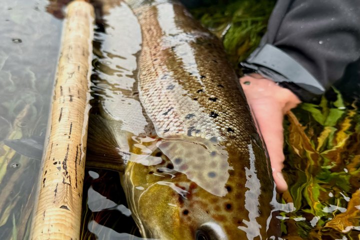 Salmon Fishing in Scotland