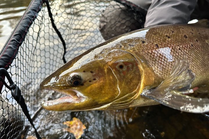 Salmon Fishing in Scotland