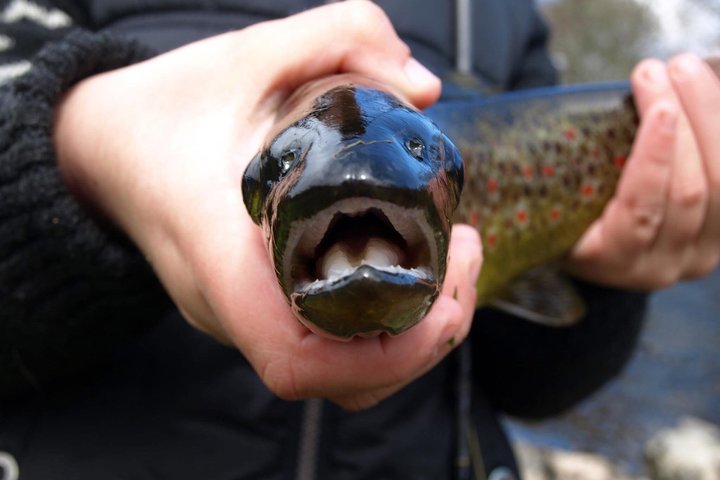 Salmon Fishing in Scotland