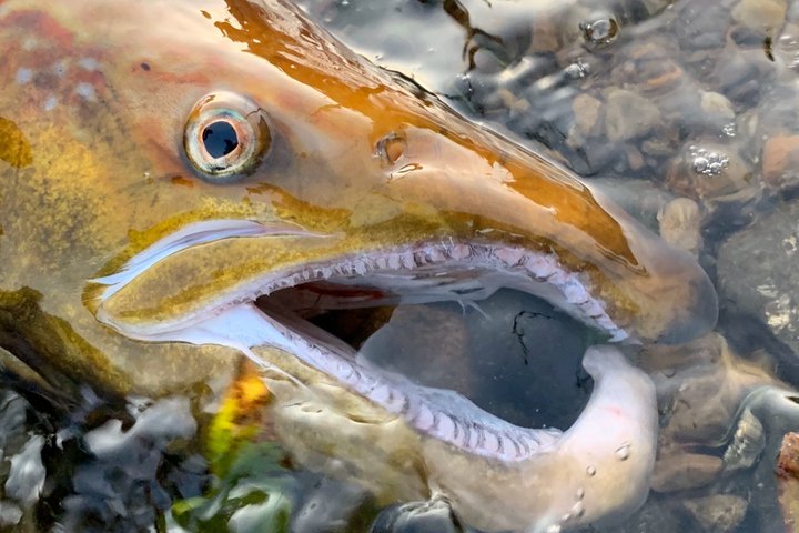 Salmon Fishing in Scotland