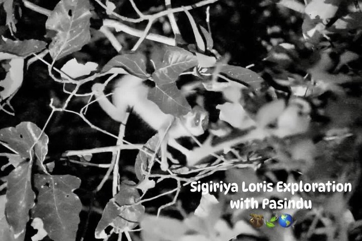 Sigiriya Loris Night Walk Experience with Local Guide