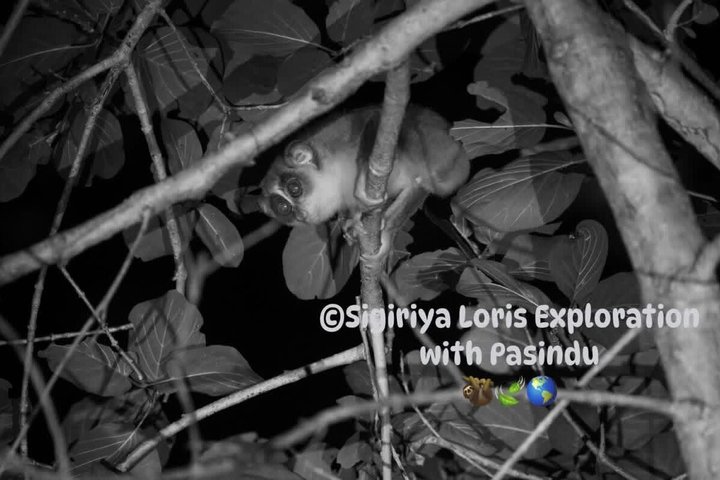 Sigiriya Loris Night Walk Experience with Local Guide