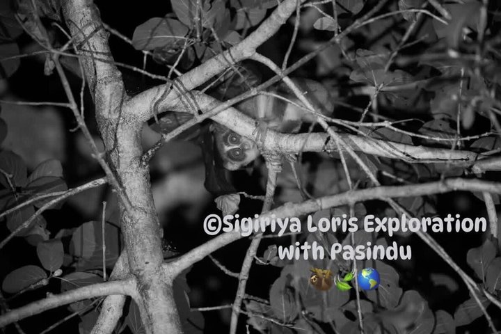 Sigiriya Loris Night Walk Experience with Local Guide