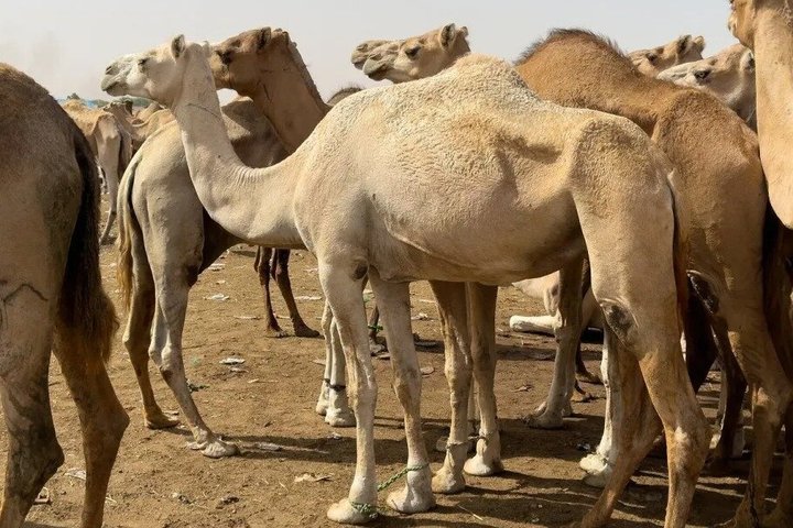 Nouakchott Explorer: Private Capital Tour