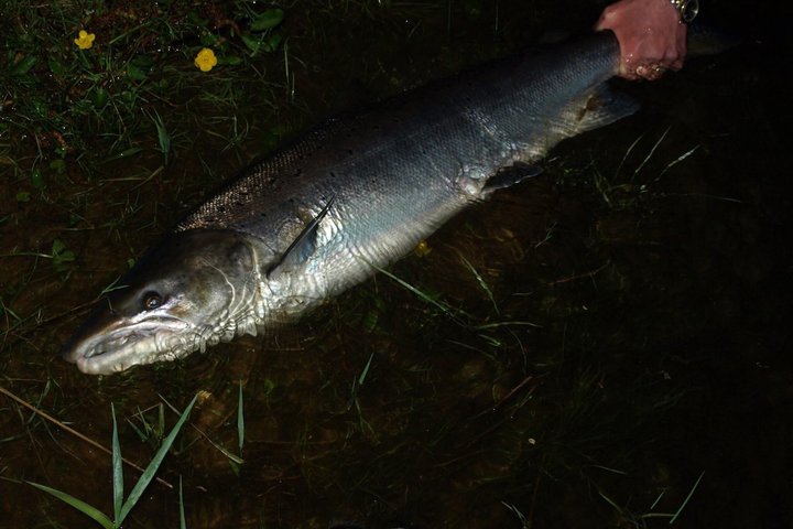 Salmon Fishing in Scotland