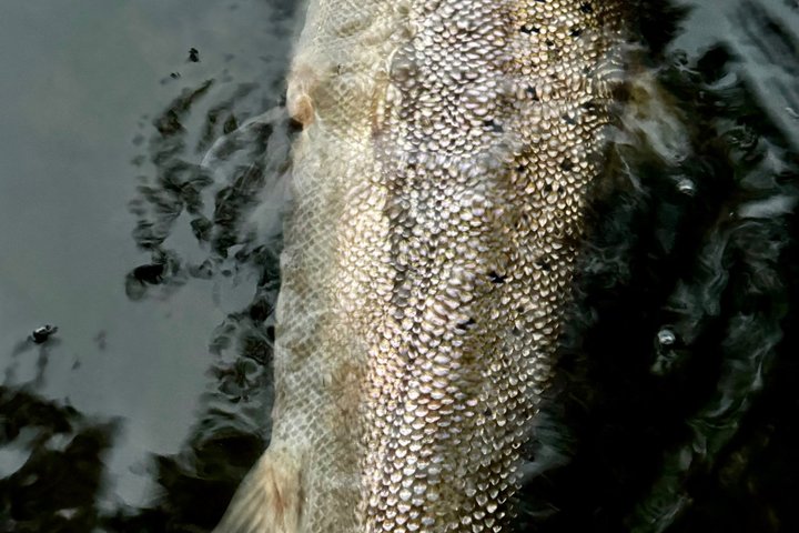 Salmon Fishing in Scotland