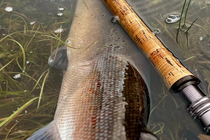 Salmon Fishing in Scotland