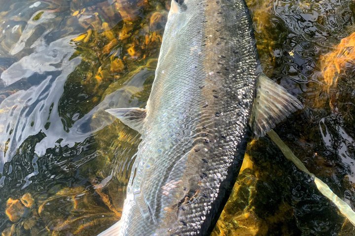 Salmon Fishing in Scotland