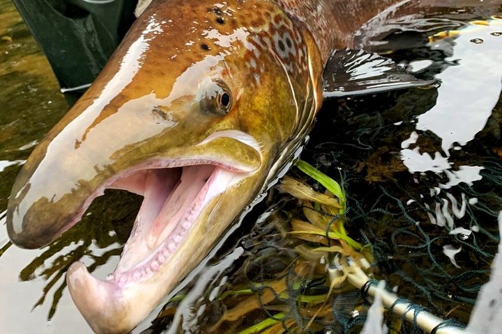 Salmon Fishing in Scotland