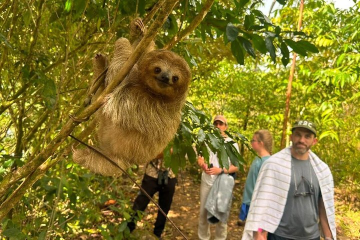 Sloth Watching , Coffee, Chocolate & waterfall Experience