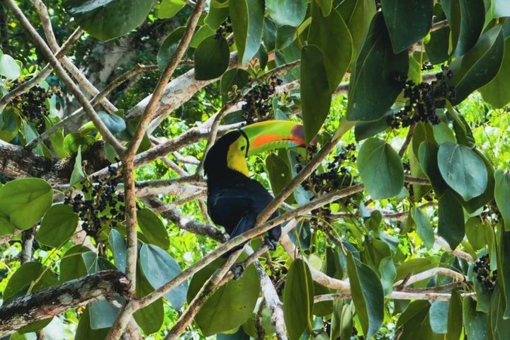 Tikal Day Trip with Local Lunch from San Ignacio