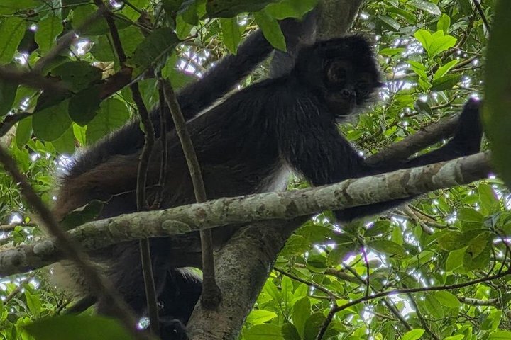 Tikal Day Trip with Local Lunch from San Ignacio