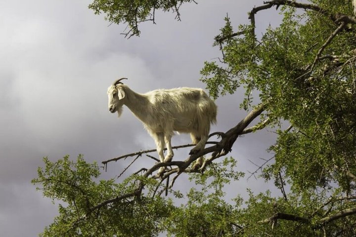 Morning Goats on Argan Trees & Souk El Had Agadir Tour