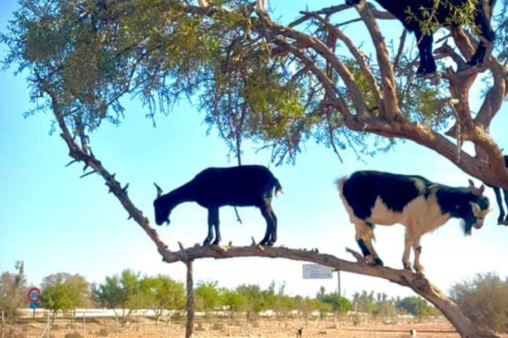 Morning Goats on Argan Trees & Souk El Had Agadir Tour