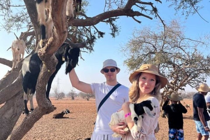 Morning Goats on Argan Trees & Souk El Had Agadir Tour