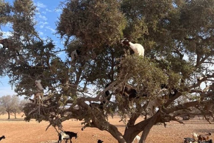 Morning Goats on Argan Trees & Souk El Had Agadir Tour