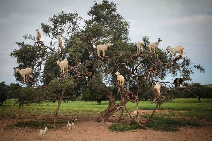 Morning Goats on Argan Trees & Souk El Had Agadir Tour