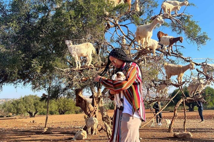 Morning Goats on Argan Trees & Souk El Had Agadir Tour