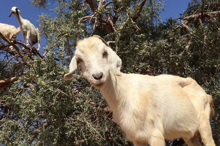 Morning Goats on Argan Trees & Souk El Had Agadir Tour