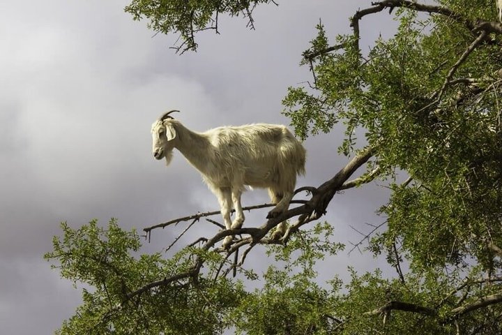 Morning Goats on Argan Trees & Souk El Had Agadir Tour