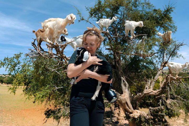 Morning Goats on Argan Trees & Souk El Had Agadir Tour