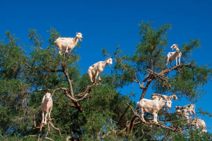 Morning Goats on Argan Trees & Souk El Had Agadir Tour