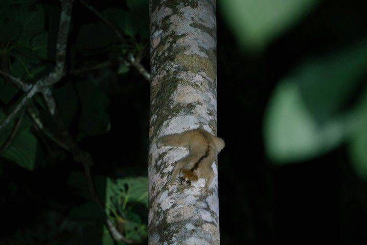 Sandakan: 3D2N Wildlife Cruise and Live Like a Local