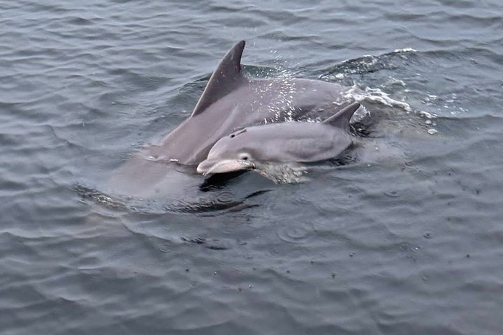 Frisky Mermaid Dolphin + Sightseeing Cruise in Pensacola Beach