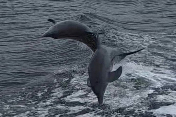 Frisky Mermaid Dolphin + Sightseeing Cruise in Pensacola Beach