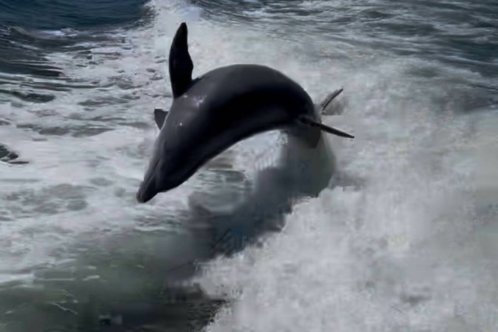 Frisky Mermaid Dolphin + Sightseeing Cruise in Pensacola Beach