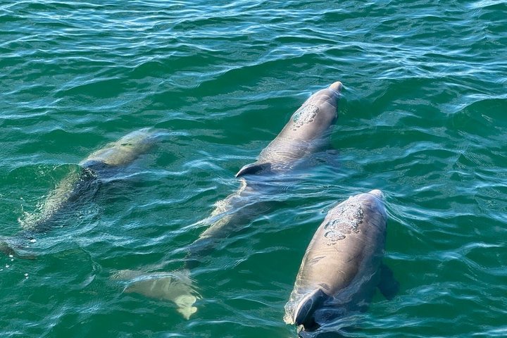 Frisky Mermaid Dolphin + Sightseeing Cruise in Pensacola Beach