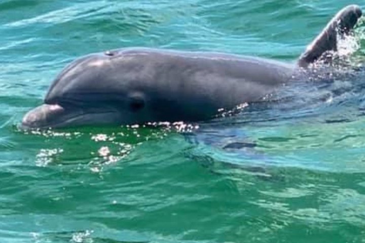 Frisky Mermaid Dolphin + Sightseeing Cruise in Pensacola Beach