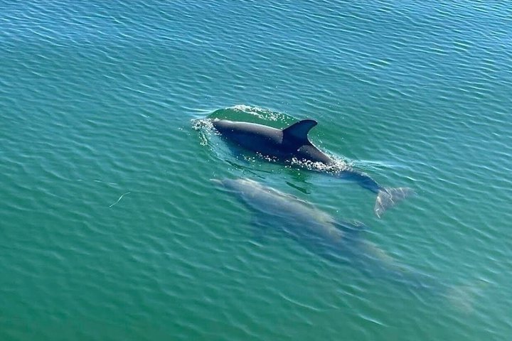 Frisky Mermaid Dolphin + Sightseeing Cruise in Pensacola Beach