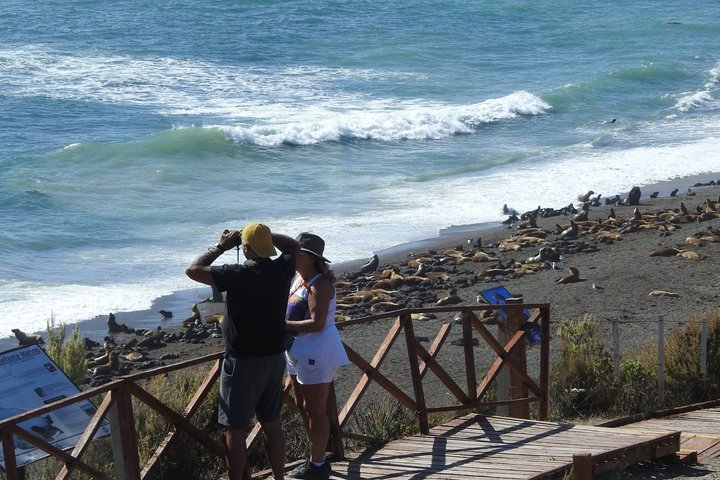 The Best of Peninsula Valdés in one day