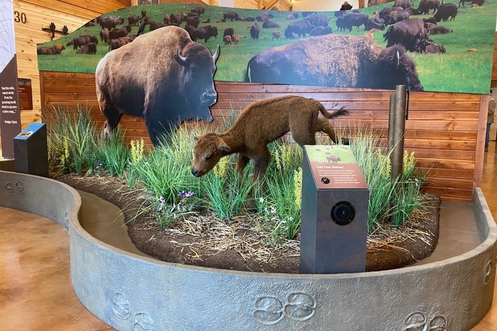 Private Ultimate Open-Top Bison Safari in Custer State Park