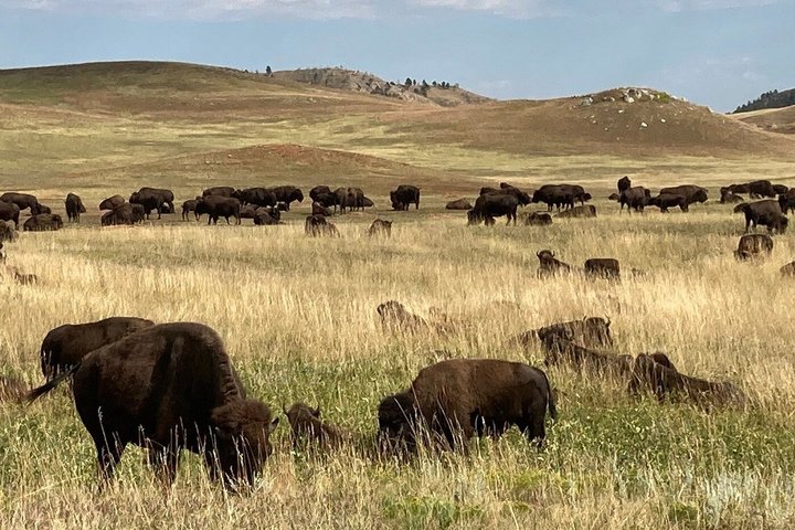 Private Ultimate Open-Top Bison Safari in Custer State Park