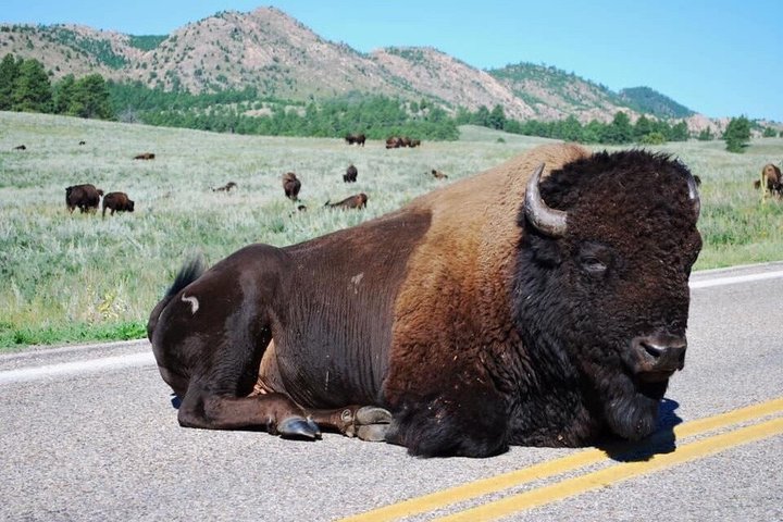 Private Ultimate Open-Top Bison Safari in Custer State Park
