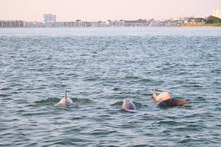 75 Minute Private Party Back Bay Sunset Cruise in Ocean City, MD