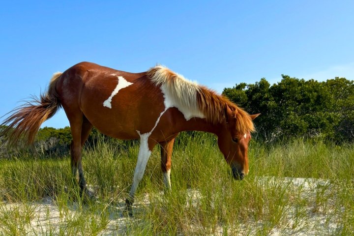 1-Hour Private Party Assateague Island Pony Cruise in Ocean City