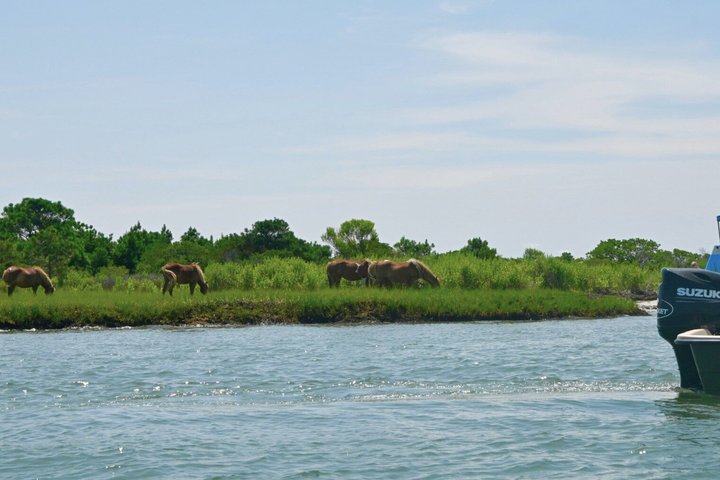 1-Hour Private Party Assateague Island Pony Cruise in Ocean City
