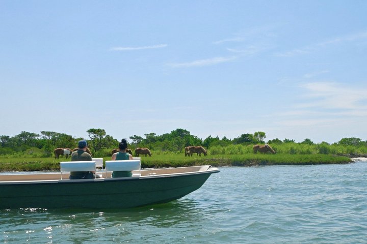 1-Hour Private Party Assateague Island Pony Cruise in Ocean City