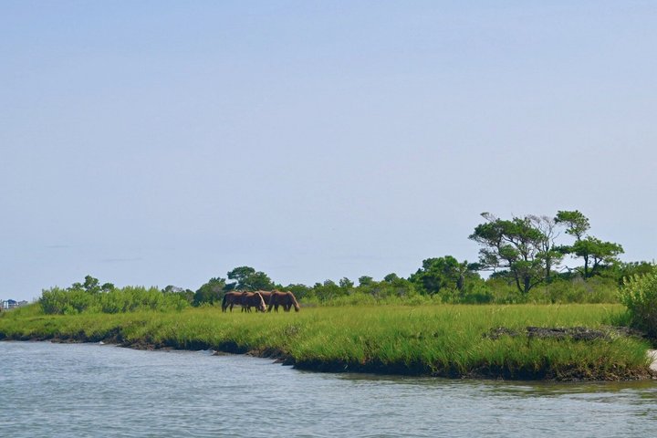 1-Hour Private Party Assateague Island Pony Cruise in Ocean City
