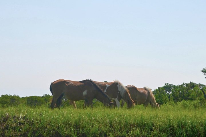 1-Hour Private Party Assateague Island Pony Cruise in Ocean City
