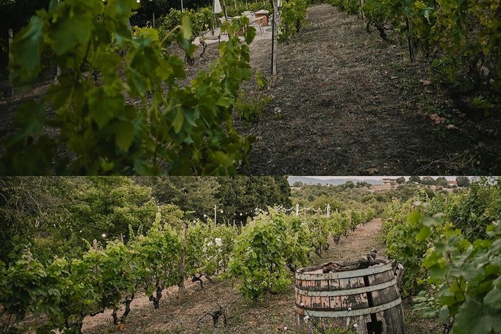 S&S Winery - Wine Tasting Experience in Ohrid