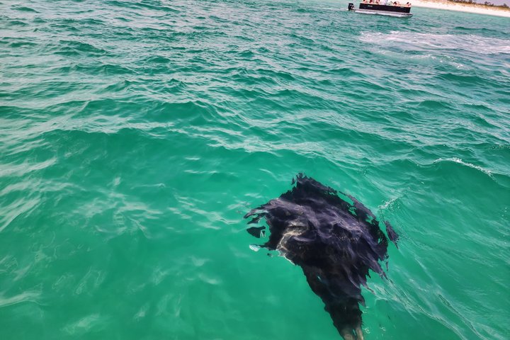 Panama City Beach Small Group Dolphin & Snorkel Tour (Max 6 )