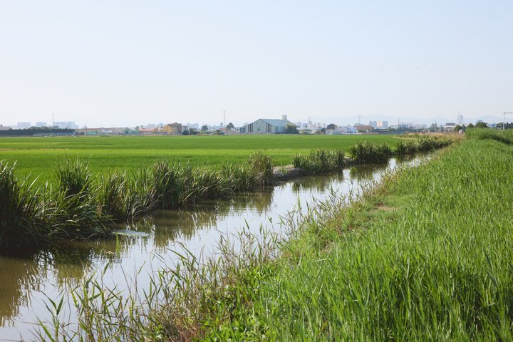 Albufera Natural Park Tour from Valencia: Boat Ride & Local Guide