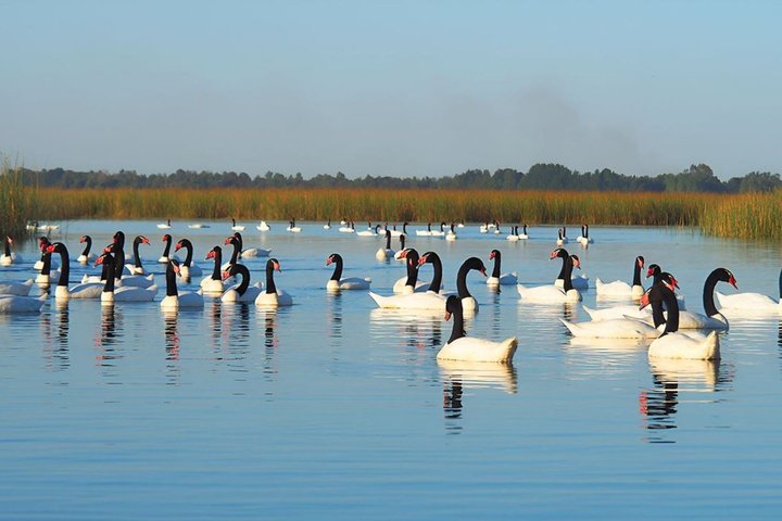 Valdivia Rivers & Punucapa Navigation Tour