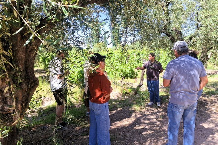 Excursión de 3 bodegas y 1 olivícola con degustación