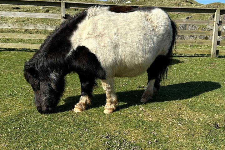 Ponies Express Private Tour to Scalloway